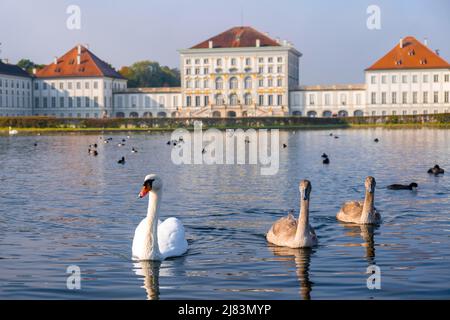 Swans nuoto di fronte al Palazzo Nymphenburg, Palace Garden, Monaco, Baviera, Germania Foto Stock