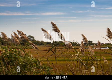 Canne comuni, phragmites australis in una palude salata autunnale, Niantic, Connecticut, USA Foto Stock