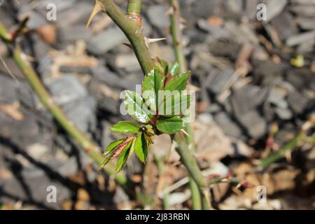 La rosa lascia germogliare dal rametto in primavera. Giardinaggio a casa. Allevamento rose talee. Foto Stock