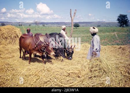 1950S COLTIVATORI IN INDIA DEL SUD TREBBIANO IL GRANO CON L'USO DI TRE BOVINI BRAHMIN SUL PAVIMENTO DI TREBBIATURA ALL'APERTO - KR9231 HAR001 HARS BESTIAME AD ANGOLO LARGO AGRICOLTORI AD ANGOLO ALTO TRADIZIONE LAVORO METODO OCCUPAZIONI CONCETTUALE STABILITO COOPERAZIONE DI TREBBIATURA MEDIO-ADULTO MEDIO-ADULTO UOMO PRIMITIVO USO HAR001 CHE LAVORA VECCHIO STILE OBSOLETO Foto Stock