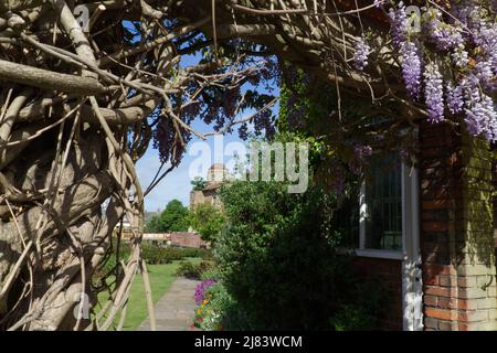 Vista verso il castello di Colchester dal museo Hollytrees Foto Stock