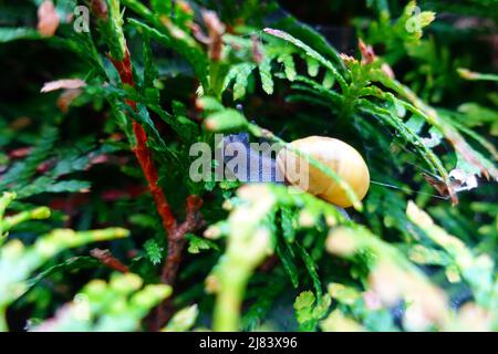 Lumaca scivola su siepe verde Foto Stock