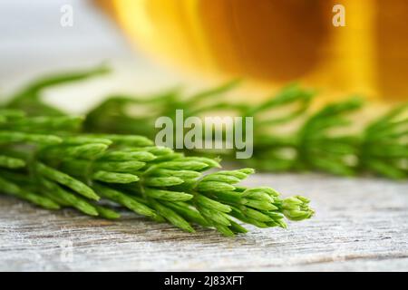 Horsetail o Equisetum pianta con tè alle erbe in background Foto Stock