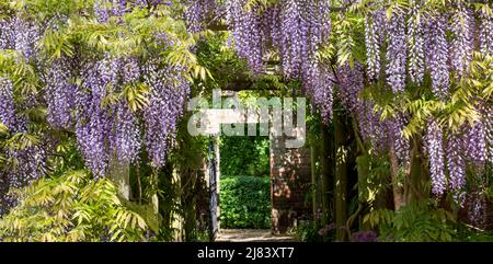 Tunnel della glicine all'Eastcote House Gardens, London Borough of Hillingdon. Fotografato in una giornata di sole a metà maggio, quando i fiori viola sono in pieno bl Foto Stock