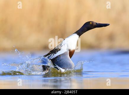 Un drake Northern Shoveler mostra il comportamento dei corteggiamenti durante la primavera al Seedskadee National Wildlife Refugee nella contea di Sweetwater, Wyoming. Foto Stock