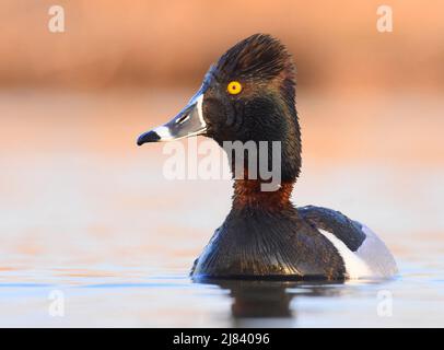 Un'anatra a collo di drake si nuota durante la primavera al Seedskadee National Wildlife Refugee nella contea di Sweetwater, Wyoming. Foto Stock