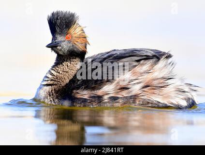 Un Grebe ebred conosciuto anche come un grebe a collo nero nell'allevamento del piumaggio durante la primavera al Seedskadee National Wildlife Refugee nella contea di Sweetwater, Wyoming. Foto Stock