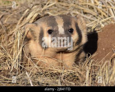 Un Badger americano all'Arapaho National Wildlife Refugee nella contea di Jackson, Colorado. Foto Stock