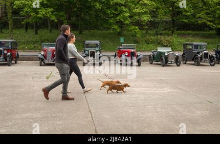 I membri del club automobilistico di Austin 7 prima della guerra e i loro dachshund per animali domestici partecipano al tour "Century of Sevens Celebration" intorno al Derbyshire Dales. Foto Stock