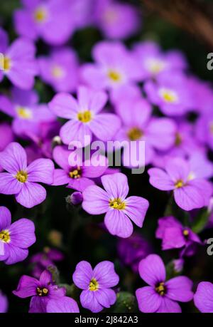 natura sfondo stagionale un gruppo di piccoli fiori viola Foto Stock