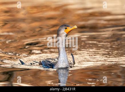 Una doppia crestata Cormorant Juvenile nuoto in un laghetto dorato in inverno. Foto Stock