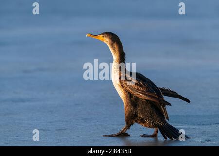 Un giovane Cormorano a doppio crestato che attraversa un lago ghiacciato verso la luce del sole che tramonta in inverno. Foto Stock