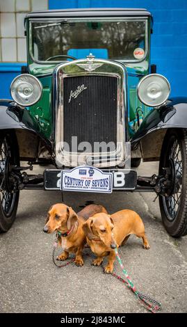 I membri del club automobilistico di Austin 7 prima della guerra e i loro dachshund per animali domestici partecipano al tour "Century of Sevens Celebration" intorno al Derbyshire Dales. Foto Stock