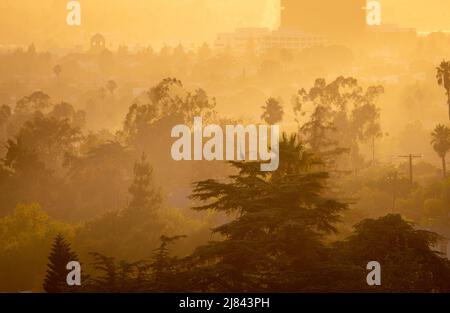 Arroccato Heron in un albero Foto Stock