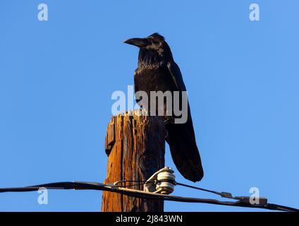 Raven sul palo del telefono in giorno di sole Foto Stock