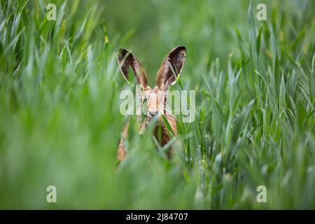 Primo piano della lepre europea selvaggia (Lepus europaeus) o della lepre marrone comune, isolato all'aperto, nascosto in campagna terreno agricolo campo di coltura, orecchie appiccicate. Foto Stock