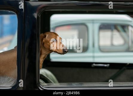 I membri del club automobilistico di Austin 7 prima della guerra e i loro dachshund per animali domestici partecipano al tour "Century of Sevens Celebration" intorno al Derbyshire Dales. Foto Stock