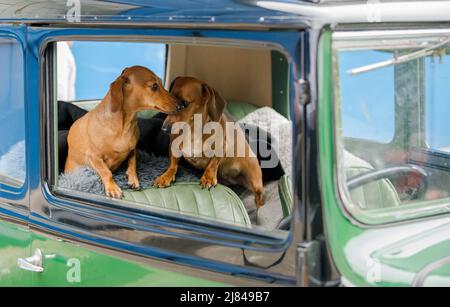 I membri del club automobilistico di Austin 7 prima della guerra e i loro dachshund per animali domestici partecipano al tour "Century of Sevens Celebration" intorno al Derbyshire Dales. Foto Stock