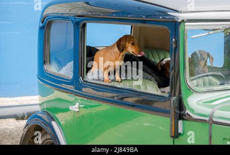 I membri del club automobilistico di Austin 7 prima della guerra e i loro dachshund per animali domestici partecipano al tour "Century of Sevens Celebration" intorno al Derbyshire Dales. Foto Stock