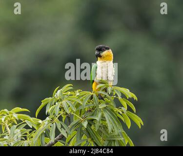 Caicco nero, pappagallo con tappo nero, pappagallo pallido Foto Stock