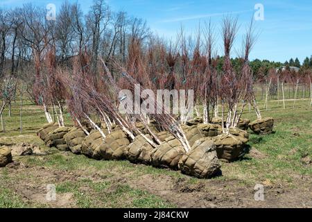 Alberi giovani al vivaio, pronti per piantare, Primavera, e USA, di James D Coppinger/Dembinsky Photo Assoc Foto Stock
