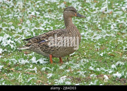 Mallard Duck (Anas platyrhynchos), femmina, tardo inverno, e USA, di Skip Moody/Dembinsky Photo Assoc Foto Stock