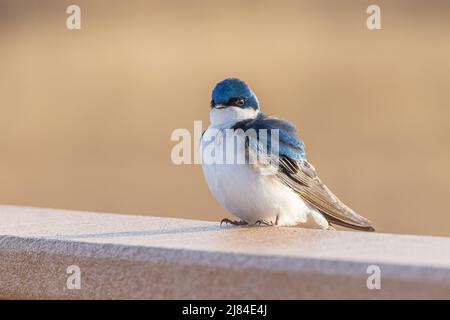 Un albero Swallow in Alaska Foto Stock