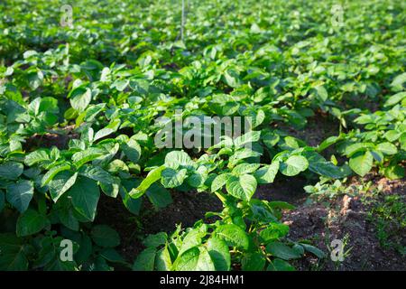 Germogli di patate su campo fattoria in giornata di sole Foto Stock