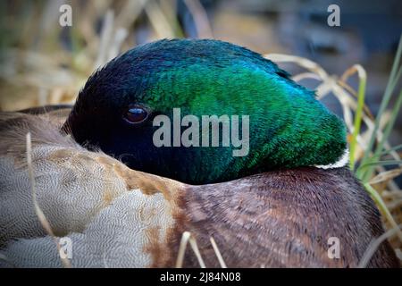 Un'immagine ravvicinata di un maschio Mallard Duck ' Anas platyrhynchos', che riposa e dorme con il suo conto nascosto sotto le ali. Foto Stock