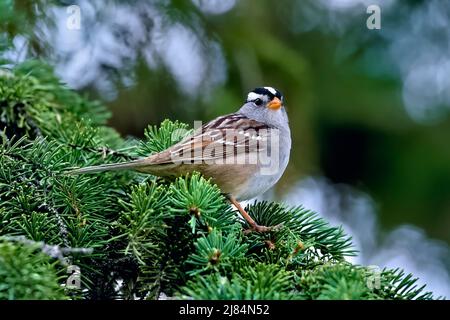 Uno Sparrow dal coronamento bianco 'Zonotrichia leucofrys', guardando dal suo persico su un ramo di abete rosso verde nella rurale Alberta Canada Foto Stock