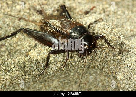 Cricket di campo nero (Teleogryllus commodus) sulla sabbia Foto Stock