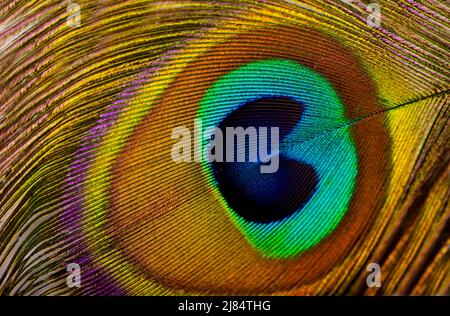 Macro di peacock feather isolato su bianco Foto Stock