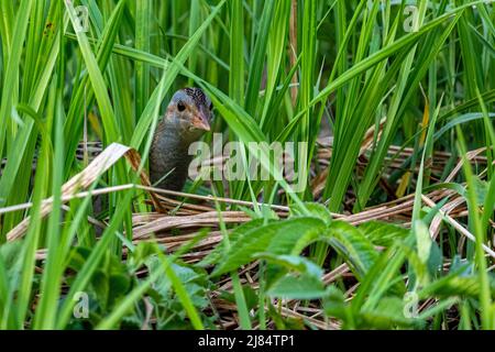 Corncrake (Crex crex) cantando in un prato. Bieszczady, Monti Carpazi, Polonia. Foto Stock