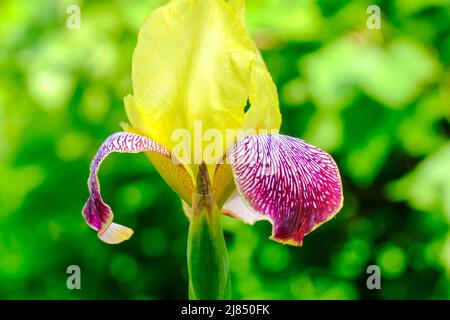 Iride con bearded giallo e viola. Petali di fiore dell'iride durante la fioritura su uno sfondo sfocato verde. Foto Stock
