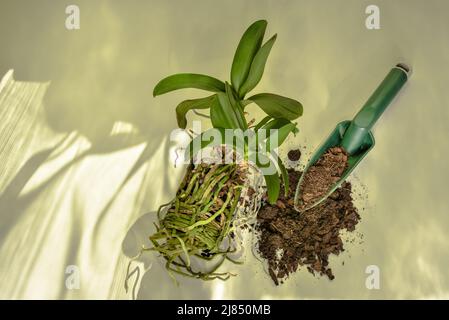 Orchid fiore e il suo sistema di radice in preparazione per piantare in nuovo suolo. Phalaenopsis cura e coltivazione delle orchidee. Foto Stock