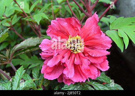 Fiore di peonia rosso intenso con più file di petali e stami gialli brillanti, adagiati su foglie lobate Foto Stock