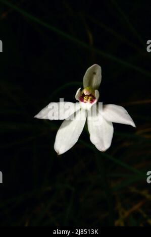 Ci sono 3 specie comuni di orchidee dita, e molti non così comuni. Questa orchidea a dita bianche (Caladenia Alba) è una delle 3 specie comuni. Foto Stock