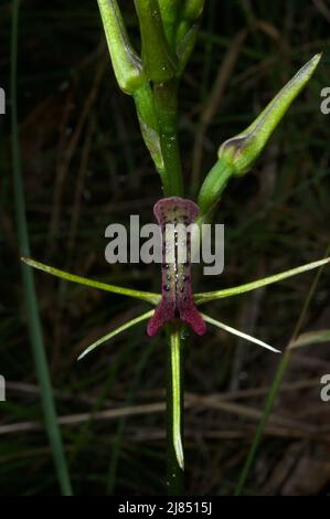 Lingua Orchidee (Cryptostylis subulata) assomiglia al loro nome suggerisce - una lingua - con papille gustative! Baluk Willam Flora Reserve in Belgrave, Victoria. Foto Stock