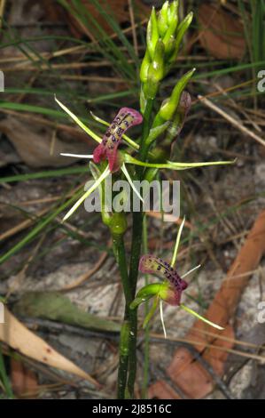 Lingua Orchidee (Cryptostylis subulata) assomiglia al loro nome suggerisce - una lingua - con papille gustative! Baluk Willam Flora Reserve in Belgrave, Victoria. Foto Stock