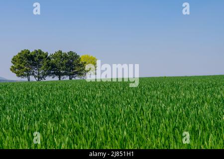 Alberi all'orizzonte su un campo verde contro il cielo blu chiaro in primavera Foto Stock