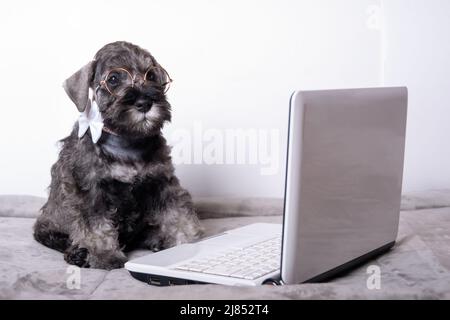 Smart piccolo schnauzer cucciolo in occhiali e una cravatta sta digitando su un computer portatile su uno sfondo bianco. Concetto di apprendimento online. Shopping online conc Foto Stock