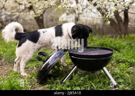 Barbecue grill si trova in un prato tra l'erba verde. Picnic nella natura. Cane nelle vicinanze Foto Stock