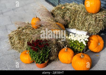 Decorazione di strada di Halloween. Piccole zucche arancioni appese alla corda. Fiori a margherita del fioraio in un secchio. Decorazioni all'aperto in autunno Foto Stock