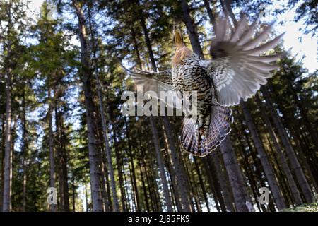 Gehren, Germania. 13th maggio 2022. Una capercaillie vola nella foresta di Langer Berg nella Foresta Turingia. Giorni prima di essere traslocato dalla Svezia settentrionale con altri 40 uccelli di questa specie. Il gallo di legno è minacciato di estinzione. Per questo motivo, l'Ufficio forestale della Turingia lavora da molti anni per proteggere la popolazione progettando habitat adatti alle specie e una gestione costante delle preda. Credit: Michael Reichel/dpa/Alamy Live News Foto Stock