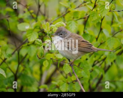 Comune whitegola, Curruca communis, maschio singolo sul ramo, Northumberland, maggio 2022 Foto Stock