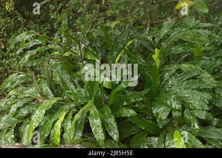 Un sacco di foglie bagnate lucenti di zenzero nativo, Alpinia caerulea, (bush-tubker) dopo la pioggia nella foresta pluviale subtropicale pianeggiante, Tamborine Mountain, Australia Foto Stock