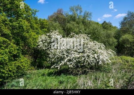 Albero di biancospino, Crataegus monogyna, coperto in fiore maggio nel bosco di Norfolk. Foto Stock