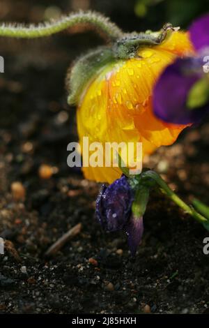 Delicato fiore giallo papavero con gocce d'acqua alla luce del mattino. Primo piano. Papavero petali di fiore contro la luce. Vista ad angolo basso. Peta di fiori di papavero Foto Stock