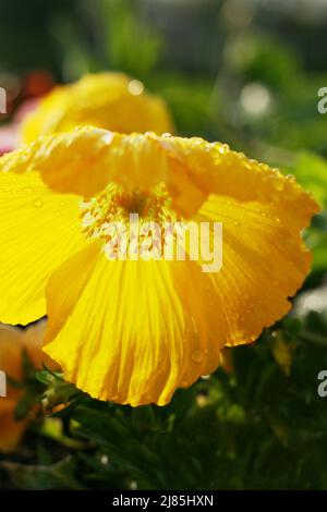 Delicato fiore giallo papavero con gocce d'acqua alla luce del mattino. Primo piano. Papavero petali di fiore contro la luce. Vista ad angolo basso. Peta di fiori di papavero Foto Stock