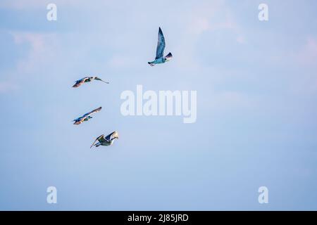 Quattro gabbiani di mare nel cielo azzurro chiaro. Il grande gabbiano nero-backed, Larus marinus, volando in cielo blu chiaro sfondo, Foto Stock